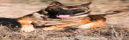 Belgian Shepherd Dog dogs for sale: Belgian shepherd puppies  in Norwich - Advert 14