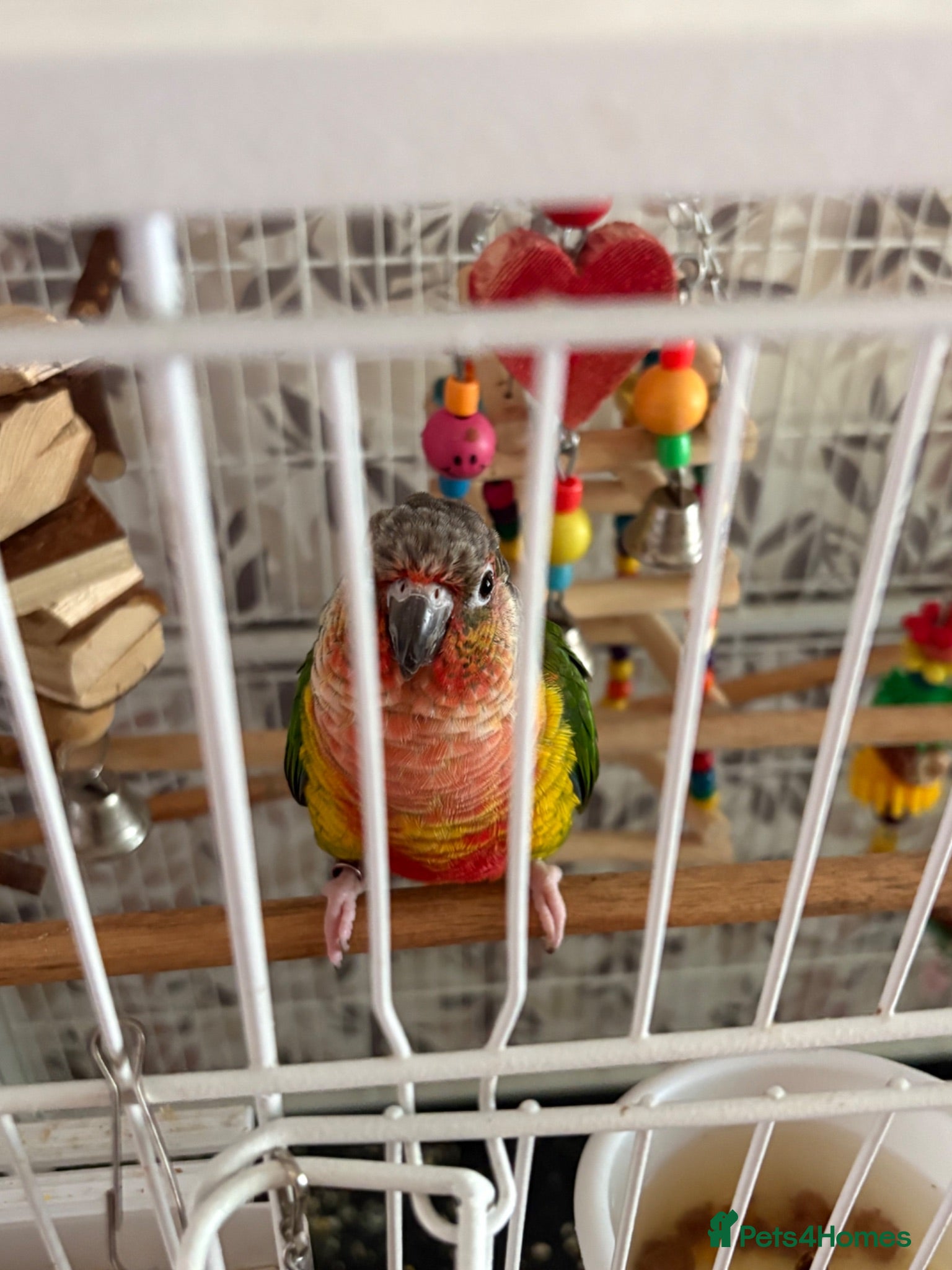 Conures birds Lovely male conure for sale - Advert 5