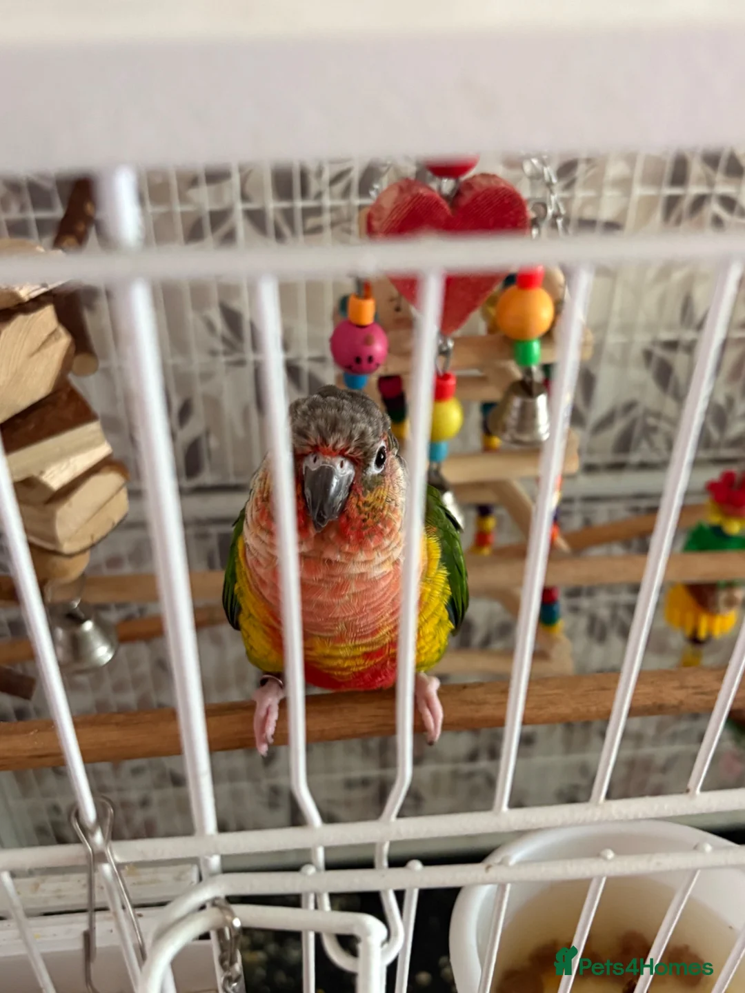 Conures birds for sale: Lovely male conure for sale - Advert 1