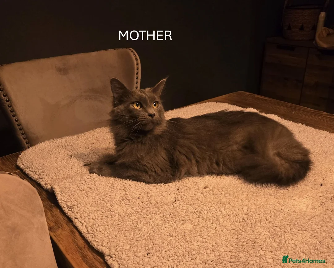 Maine Coon cats for sale: GCCF Blue Maine Coon litter  - Advert 23