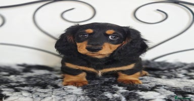 Miniature Dachshund dogs - Advert 9
