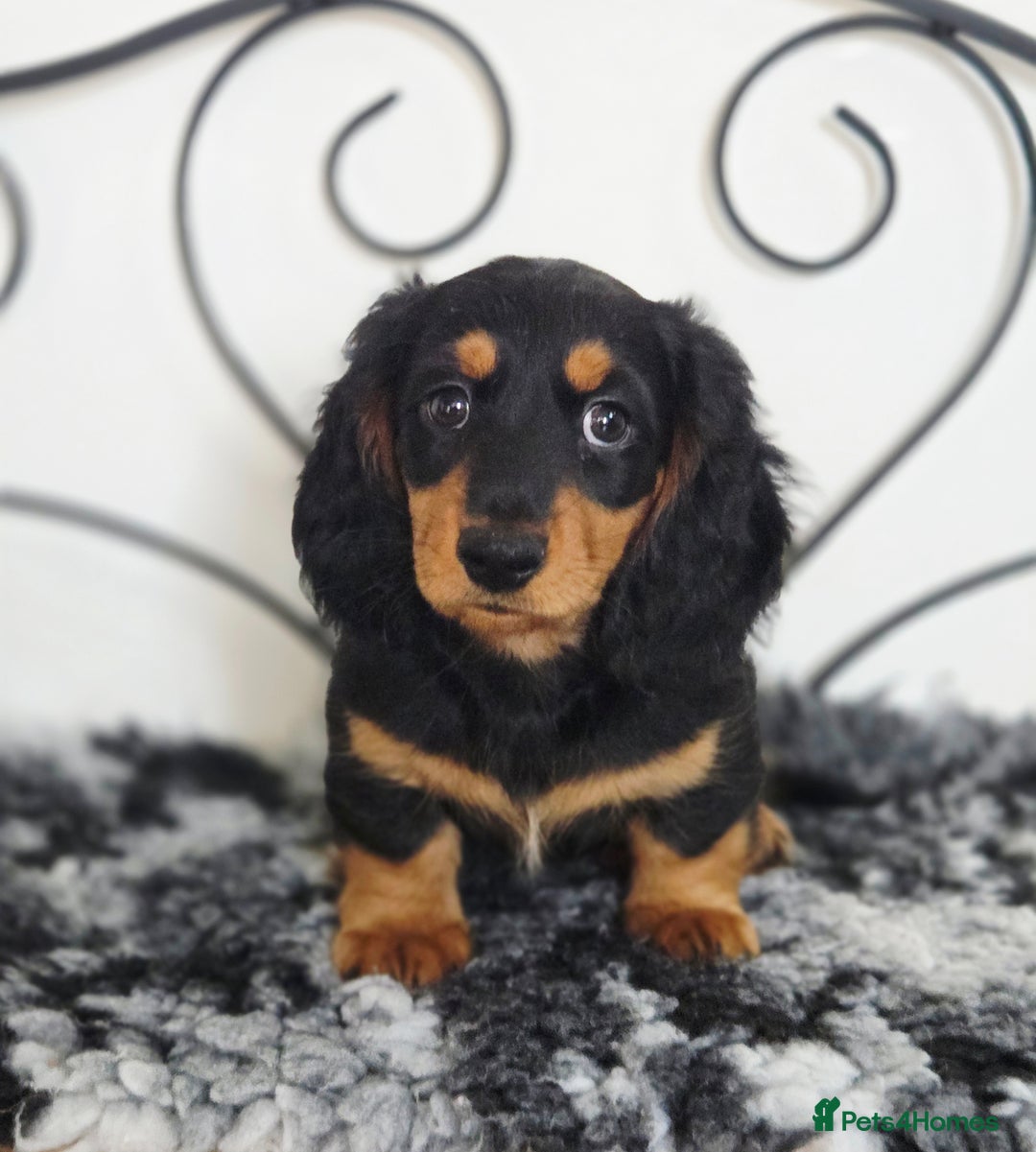 Miniature Dachshund dogs for sale: Just the one stunning girl available  - Image 4