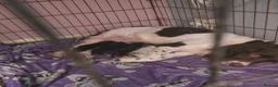 Mixed Breed dogs for sale: 4/6 beautiful black sprenchies - Advert 2