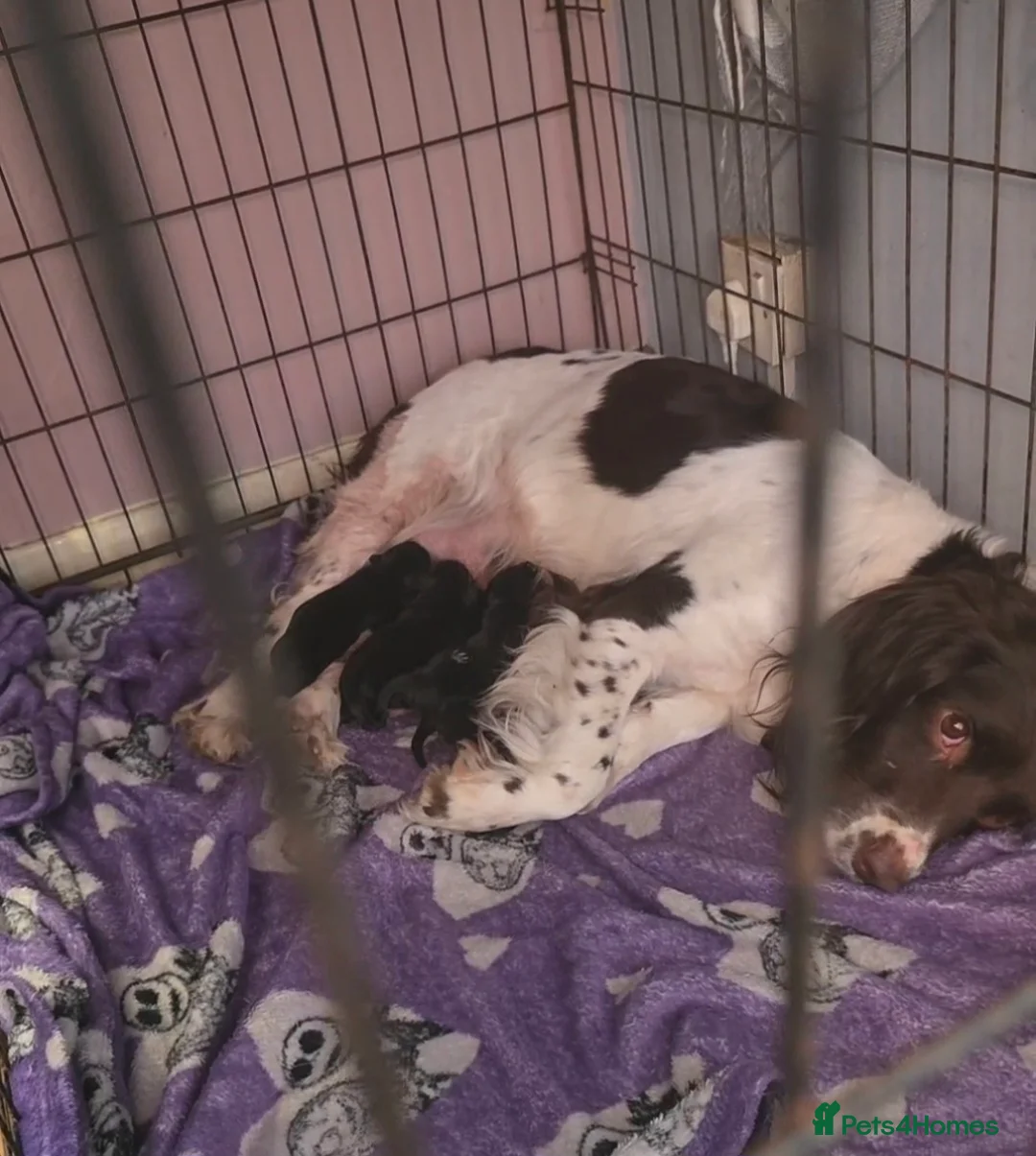 Mixed Breed dogs for sale: 4/6 beautiful black sprenchies - Advert 2