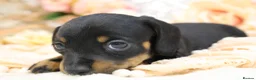 Miniature Dachshund dogs for sale: Miniature Dachshund Puppies - Advert 15