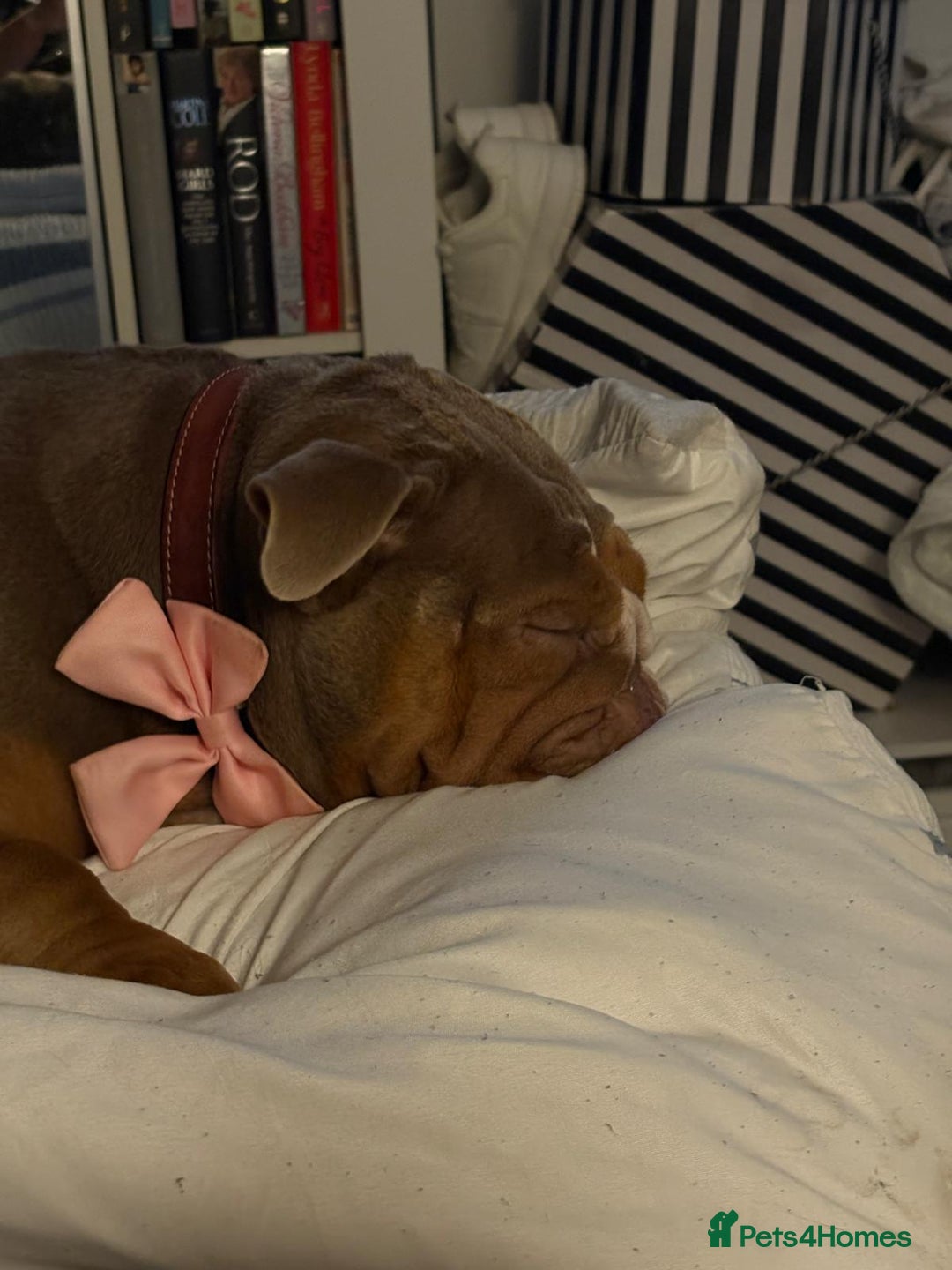 English Bulldog dogs for sale: 🐾 Beautiful English Bulldog  - Image 2
