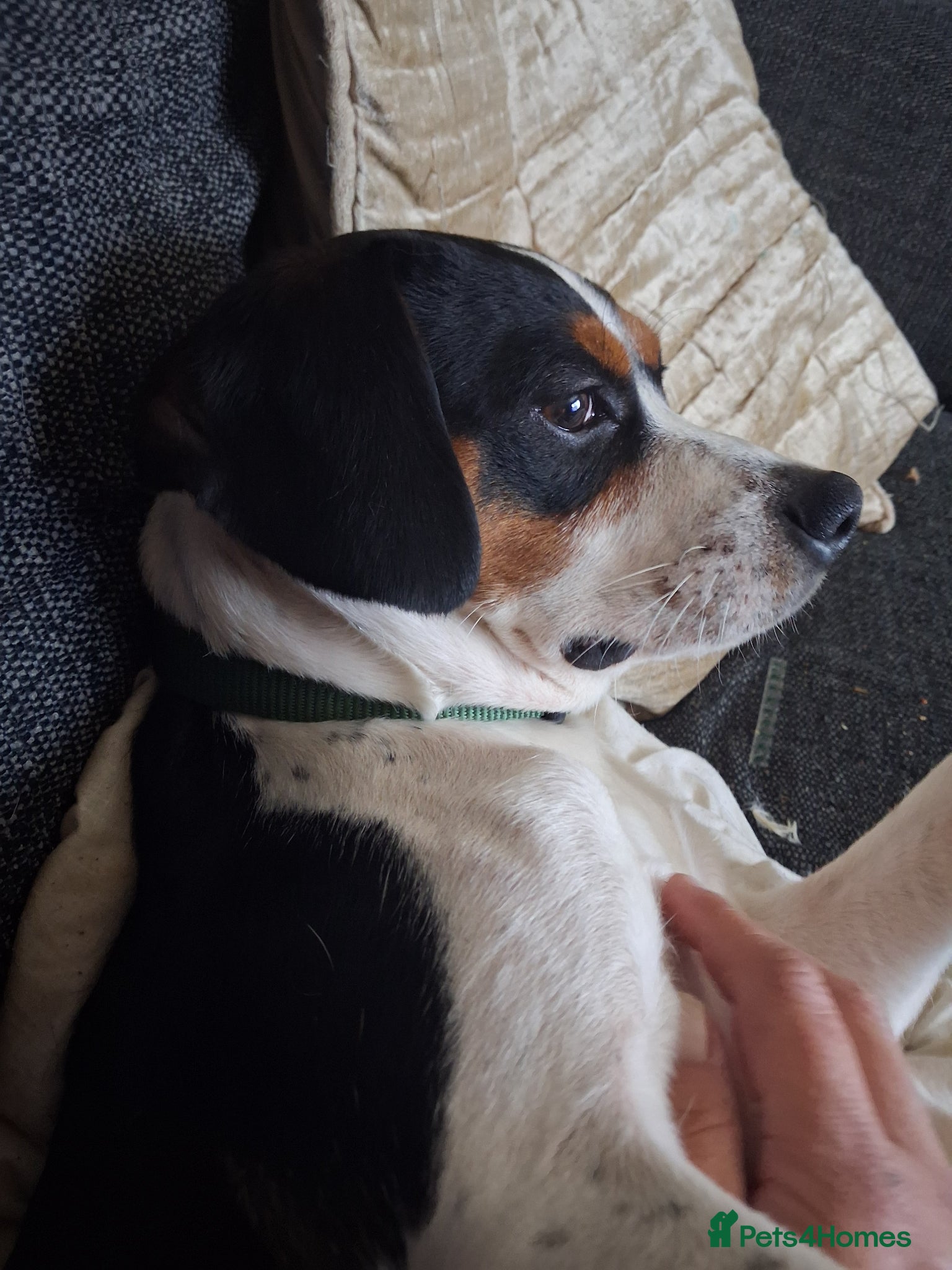 Mixed Breed dogs Male jack Russel cross king Charles  - Advert 2