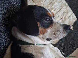 Mixed Breed dogs Male jack Russel cross king Charles - Advert 2