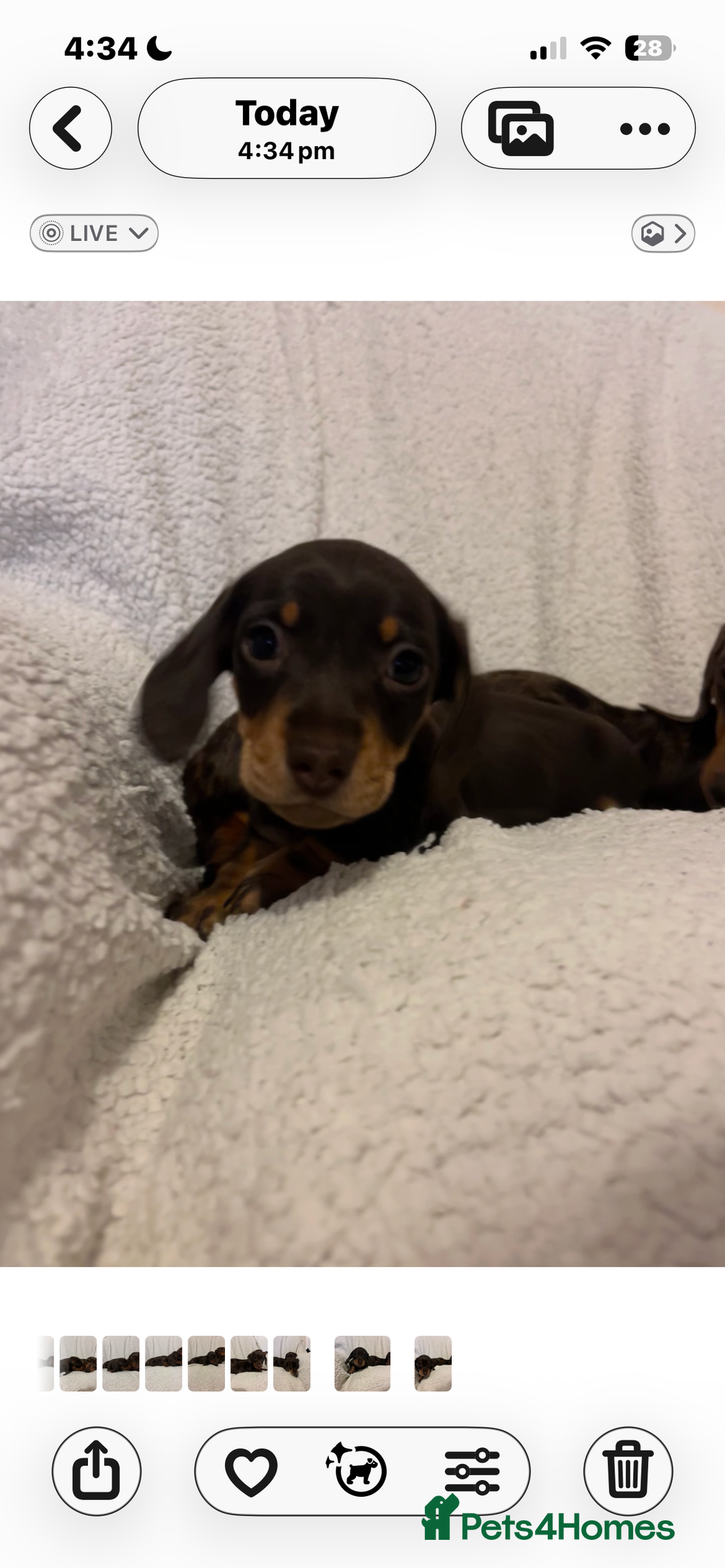 Miniature Dachshund dogs for sale: Beautiful Miniature dachshunds🐶🤎 - Advert 31