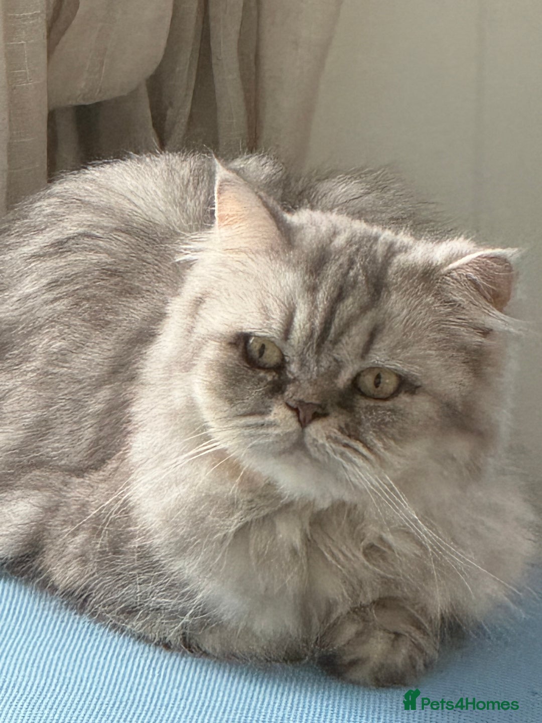 Persian cats for sale: Persian Cats  - Advert 4