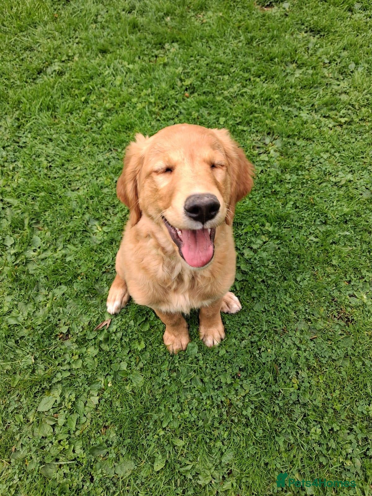 Golden Retriever dogs Golden retriever - 1 girl remaining - DOLLY 🩷🐶 - Advert 1