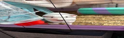 Guinea Pig rodents for sale: 4 Female Guinea pigs  - Advert 5