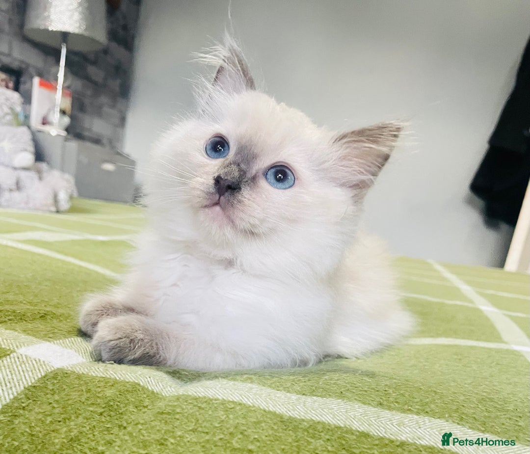 Ragdoll cats for sale: Ragdoll kittens (ready to leave now) - Image 18
