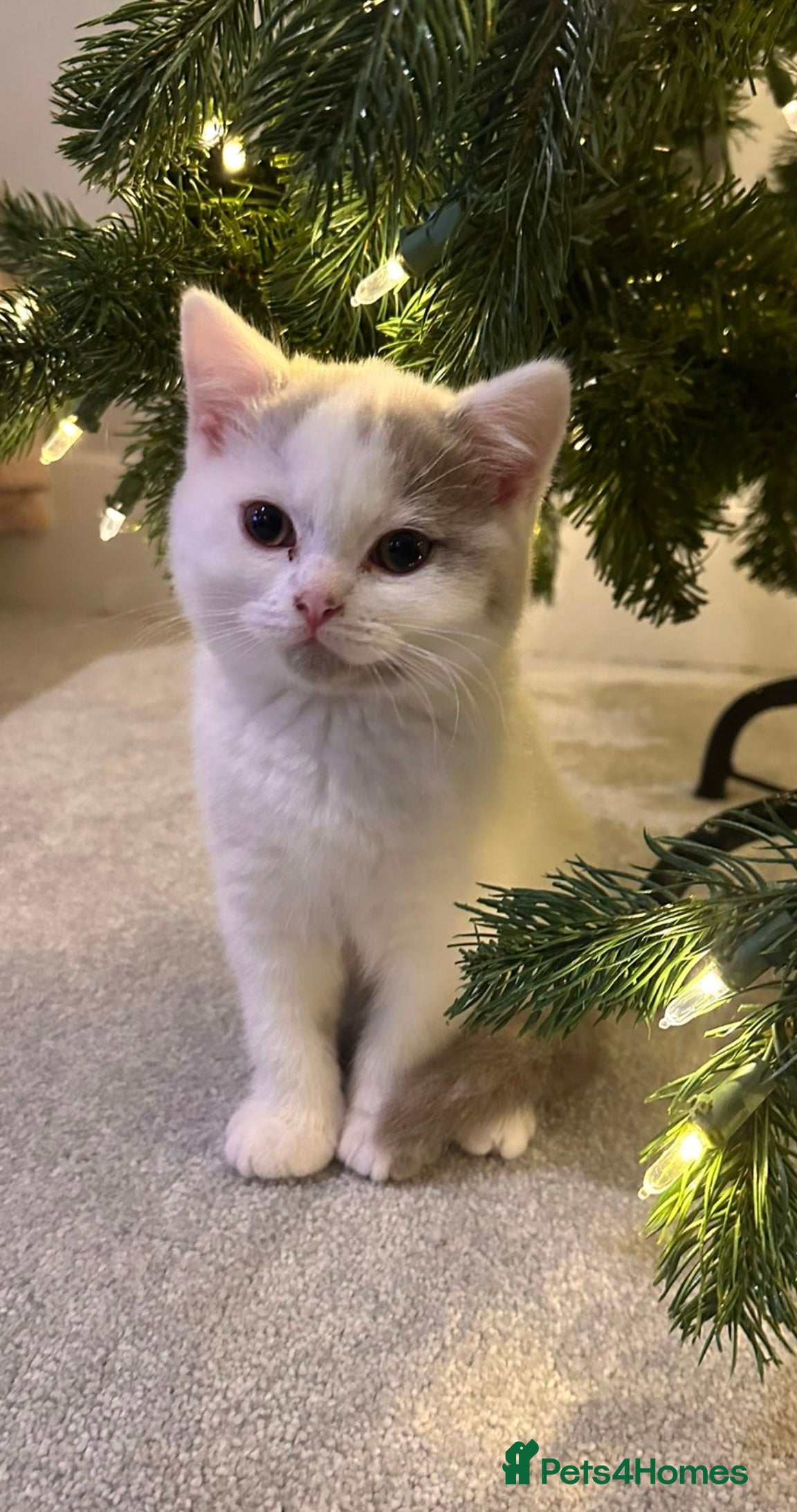 British Shorthair cats Only 2 Registered BSH babies still available  - Advert 13