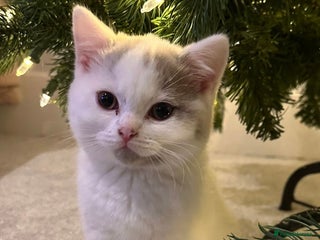 British Shorthair cats Only 2 Registered BSH babies still available - Advert 13