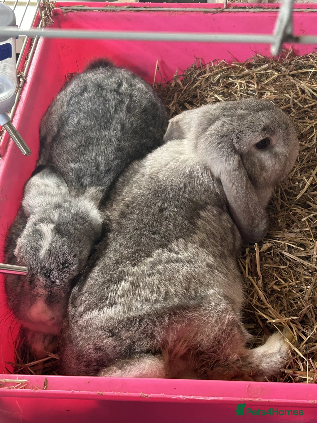 Mixed Breed rabbits for sale: Two beautiful girl rabbits for sale in Stoke-on-Trent - Advert 2