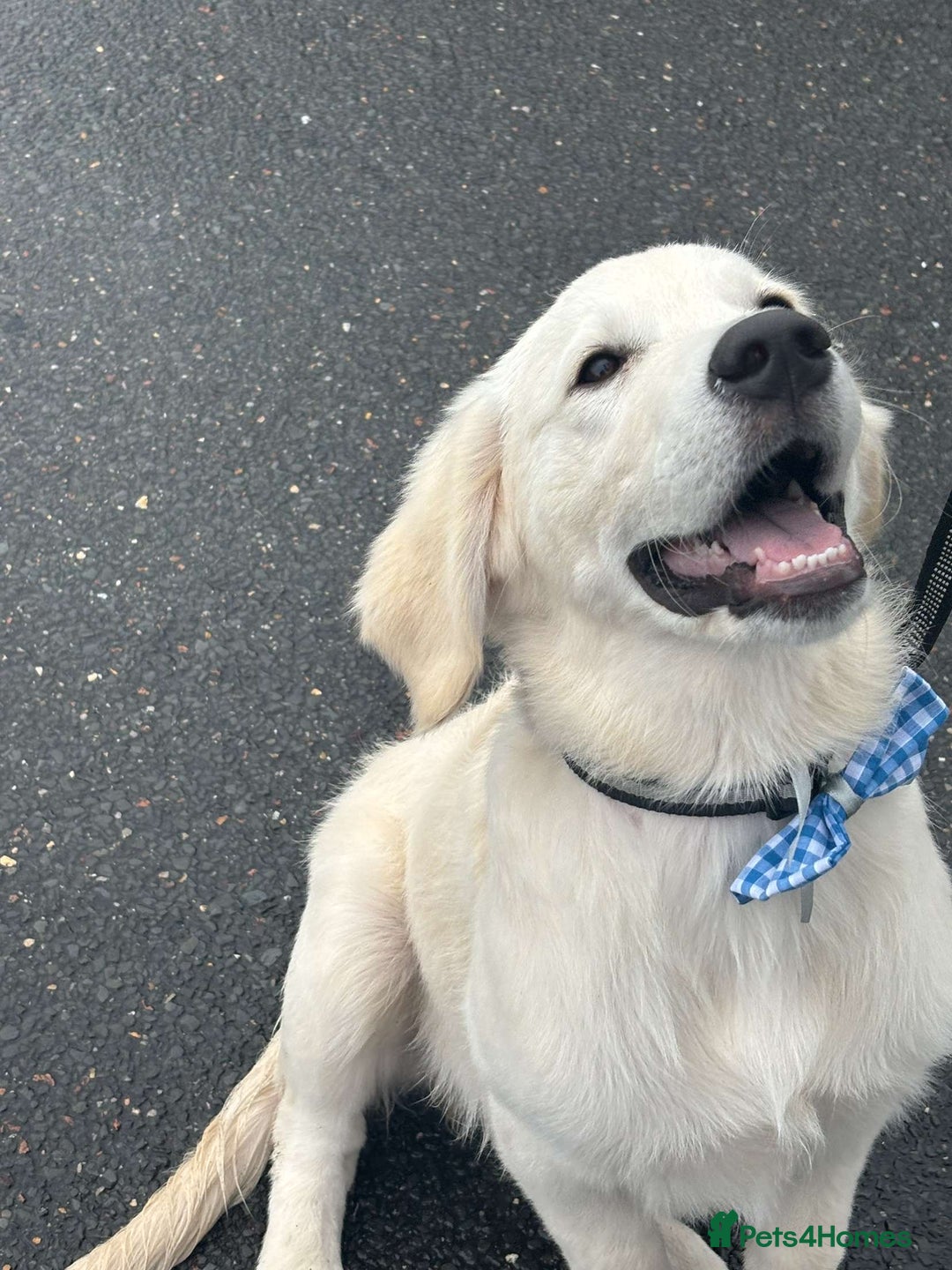 Golden Retriever dogs for sale: Golden retriever for sale £1100 Ono - Advert 7