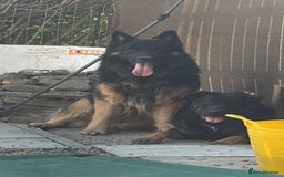 Mixed Breed dogs for sale: Shepweiler puppies READY TO RESERVE! - Image 14