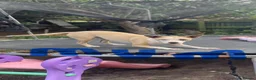 Mixed Breed dogs for sale: Puppies ready to leave now! 🐶❤️ - Advert 4