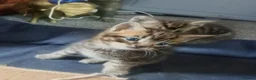Mixed Breed cats for sale: ORIENTAL BENGAL X ASIAN MAU KITTENS 1 BOY 1 GIRL in Clacton-on-Sea - Advert 4