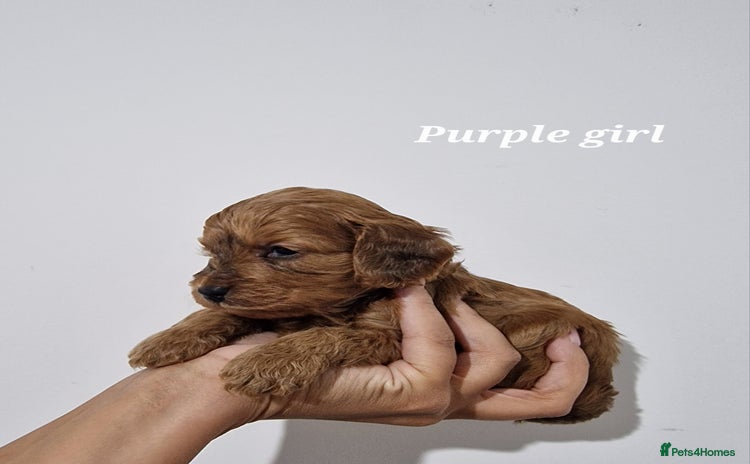 Cockapoo dogs Beautiful F1 Cockapoo puppies - Advert 7