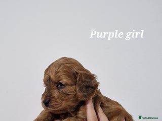 Cockapoo dogs Beautiful F1 Cockapoo puppies - Advert 4