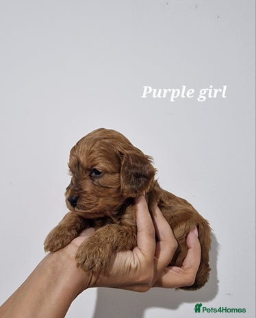 Cockapoo dogs Beautiful F1 Cockapoo puppies - Advert 2