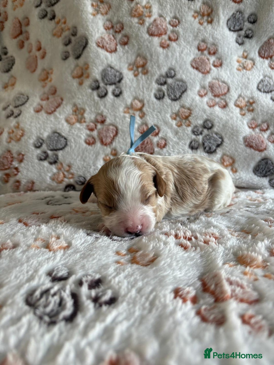 Mixed Breed dogs for sale: Adorable Cavapoochon x Cavapoo Puppies  - Image 11