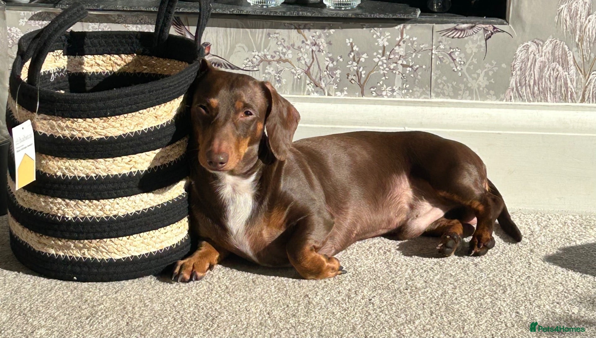 Miniature Dachshund dogs Perseus- Miniature Smooth-Haired Dachshund Stud - Advert 1