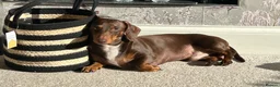 Miniature Dachshund dogs for stud: Perseus- Miniature Smooth-Haired Dachshund Stud - Advert 1