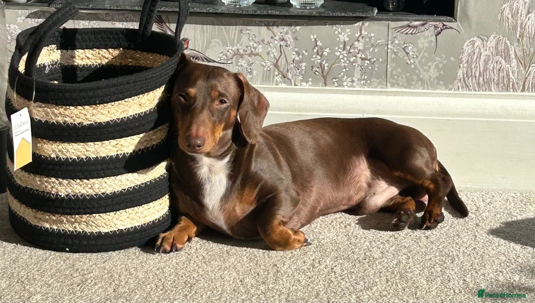 Miniature Dachshund dogs for stud: Perseus- Miniature Smooth-Haired Dachshund Stud - Advert 1