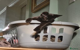 Mixed Breed cats for sale: gorgeous female kittens  - Image 9