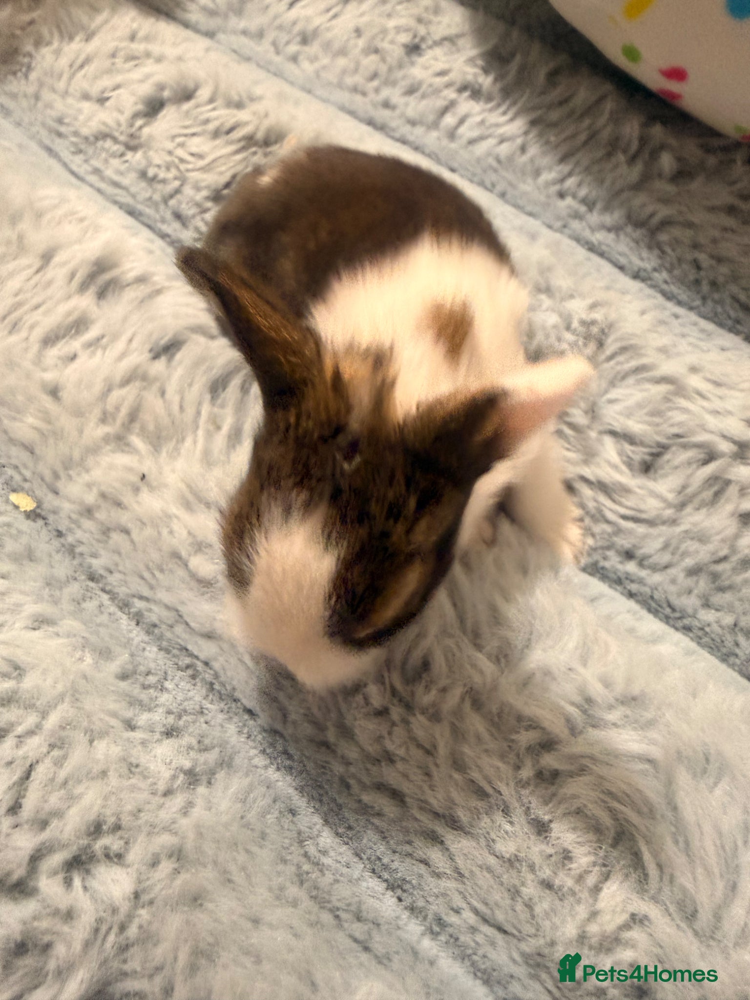 Mixed Breed rabbits for sale: Bunnies for sale - Advert 14