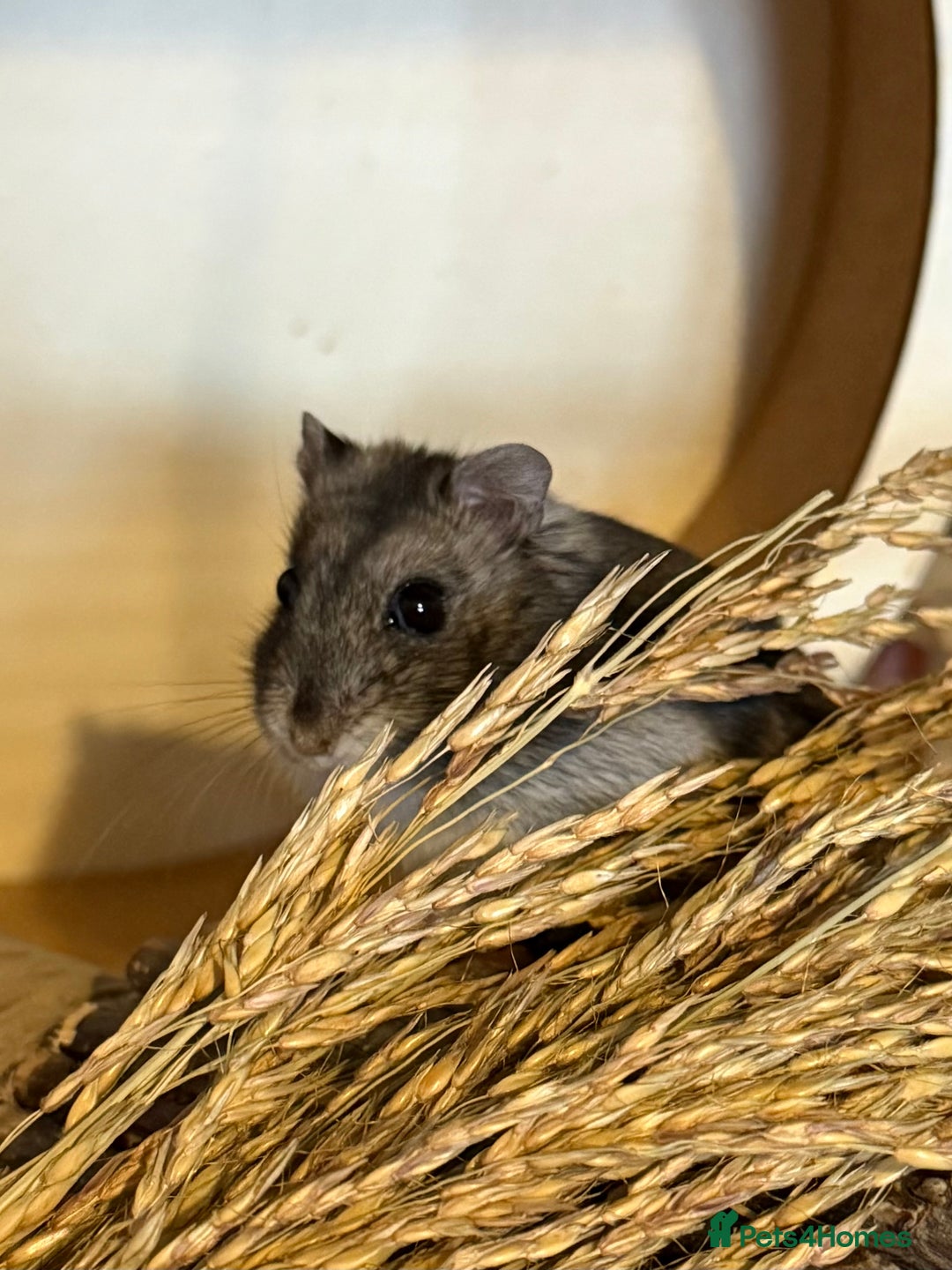 Hamster rodents for sale: Lovely male dwarf hamster  - Advert 3