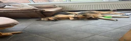 German Shepherd dogs for sale: Female German Shepherd  - Advert 8