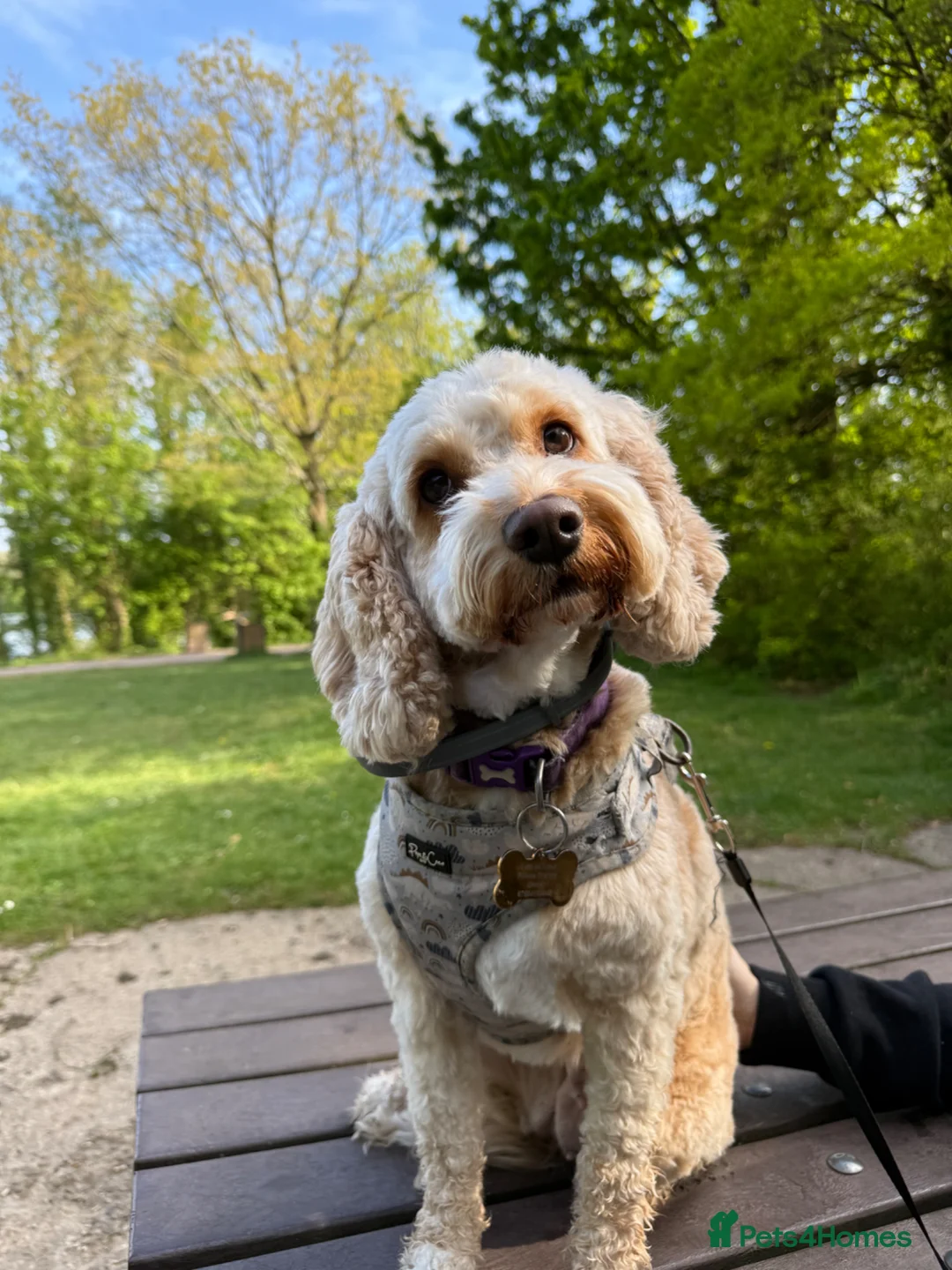 Cockapoo dogs for sale: 4yo cockapoo - Advert 2