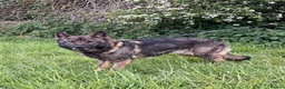 German Shepherd dogs for sale: Retiring 3 bitches & 1 male - Advert 17