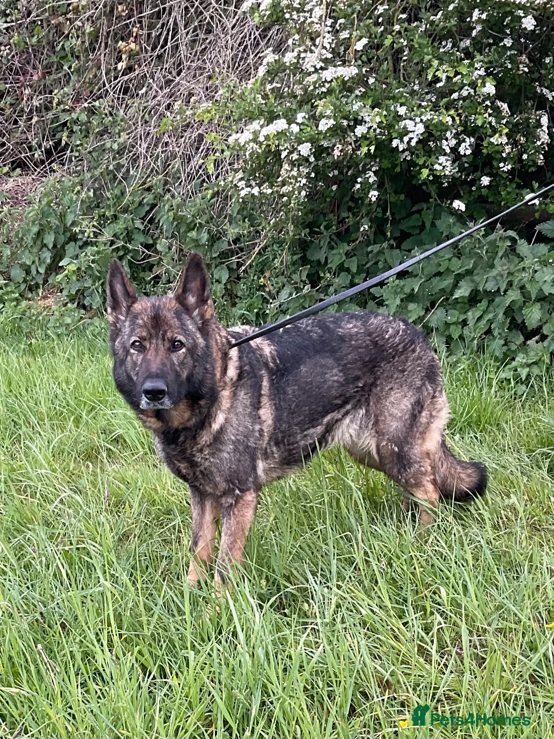 German Shepherd dogs for sale: Retiring 3 bitches & 1 male - Advert 17