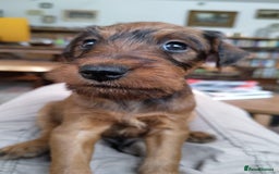 Irish Terrier dogs for sale: KC 5th Generation Pedigree Irish Terrier Puppies  - Image 2