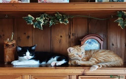 Mixed Breed cats for sale: Beautiful part siamese kittens  - Image 6