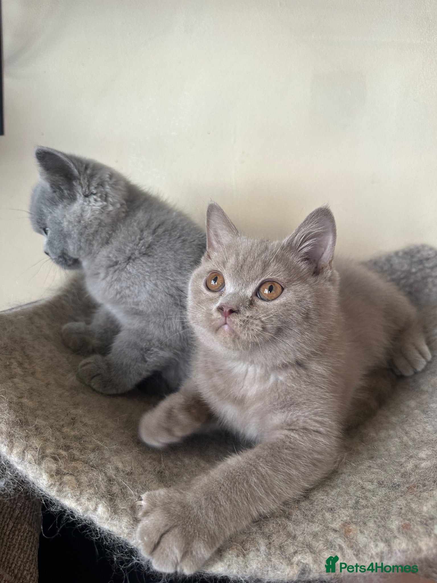 British Shorthair cats British Shorthair GCCF-registered Kittens  - Advert 1