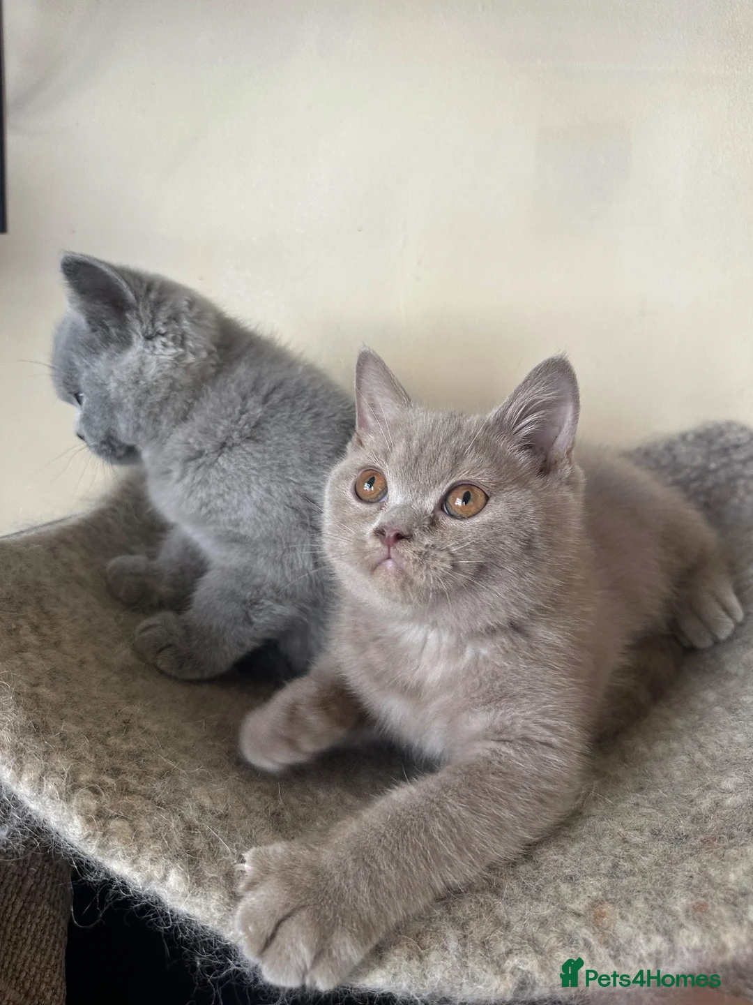 British Shorthair cats for sale: British Shorthair GCCF-registered Kittens  - Advert 1