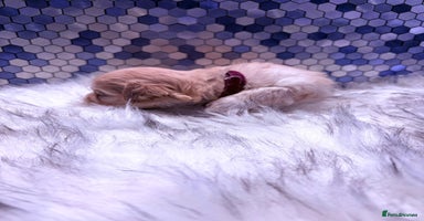 Maltipoo dogs F1 Maltipoo 🧸 fully DNA and Health Tested  - Advert 2