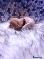 Maltipoo dogs F1 Maltipoo 🧸 fully DNA and Health Tested - Advert 11