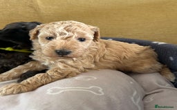 Miniature Poodle dogs for sale: Miniature Poodle Puppies  - Image 21
