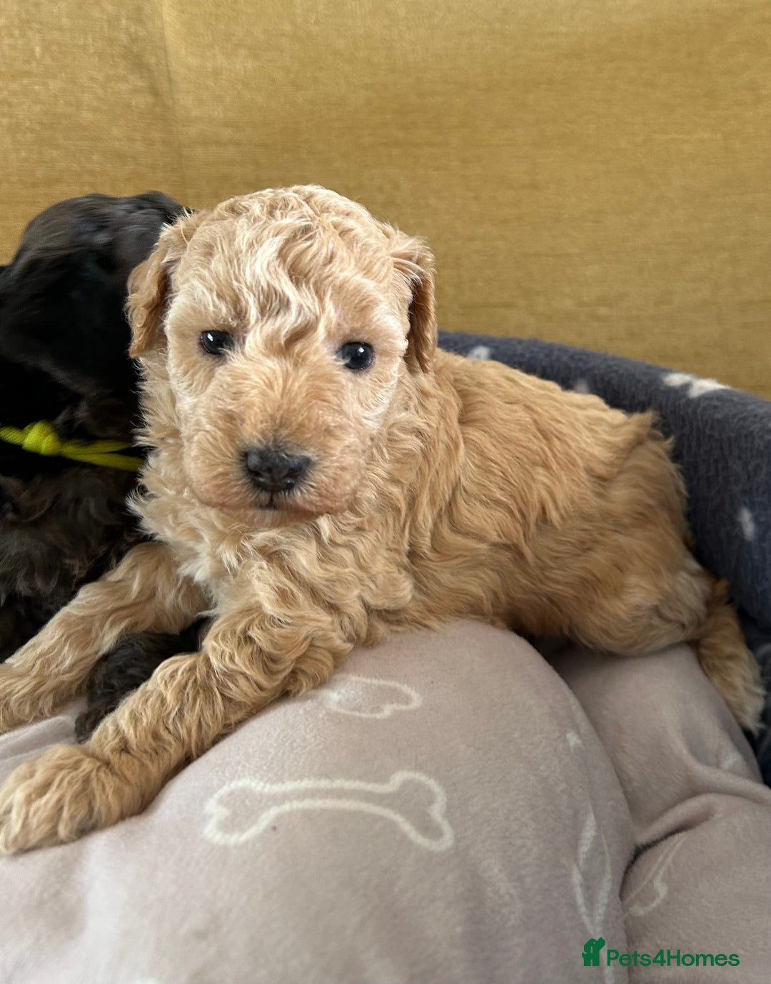 Miniature Poodle dogs for sale: Miniature Poodle Puppies  - Image 21