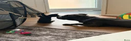 American Shorthair cats for sale: Cute black and grey kittens  in Northampton - Advert 29