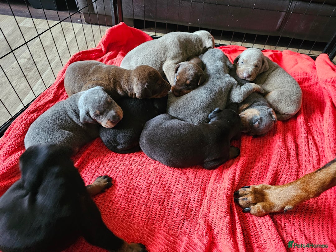 Dobermann dogs for sale: Outstanding Doberman Puppies - Image 12