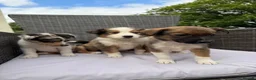 Border Collie dogs for sale: 5 Beautiful Puppies for sale🐾 - Advert 12