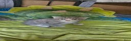 Mixed Breed cats for sale: Kitten for sale  in Harrow - Advert 8
